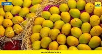 Mango Season 2026 : यंदा गावरान आंब्याची चव बदलणार? मावळच्या बागांमध्ये निसर्गाचा मोठा चमत्कार