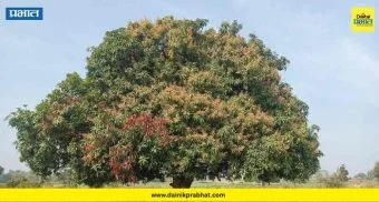 Agriculture News : आंबा मोहरावर निसर्गाचा घाला! हिरडस मावळात आंब्याचं पीक धोक्यात; शेतकरी हवालदिल