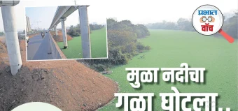 Mula River : मुळा नदीचा गळा घोटला... नदीपात्र जलपर्णीने व्यापले