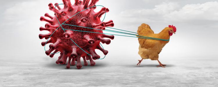 Bird Flu