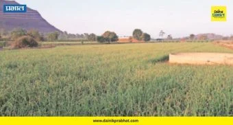 Agriculture News : कांदा, गहू की हरभरा? धुक्यामुळे कोणत्या पिकाचा घास हिरावणार? शेतकऱ्यांची धाकधूक वाढली