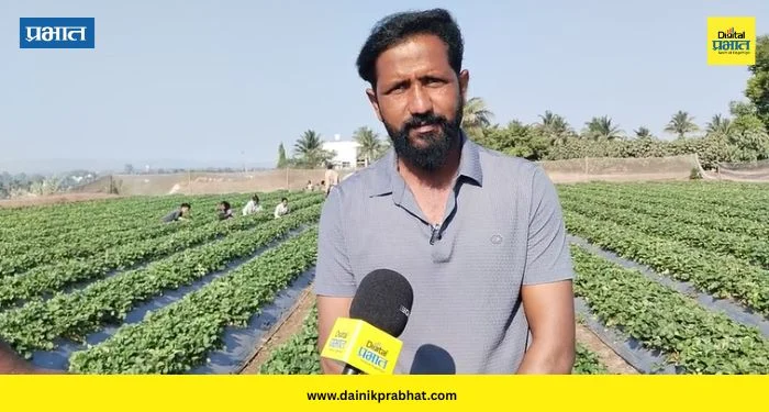 Strawberry Success : निंबुतच्या पठारावर स्ट्रॉबेरीचा गोडवा; प्रयोगशील शेतकरी दीपक जगताप यांची यशोगाथा