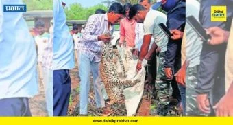 Leopard Accident : मध्यरात्री बिबट्याचा बछडा रस्ता ओलांडत होता अन्... काळजाचा थरकाप उडवणारी घटना