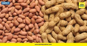 Groundnut Price : शेंगदाण्याच्या दरात मोठी उसळी! १८० रुपये किलोचा टप्पा गाठला; या' कारणामुळे बाजारात वाढतोय भाव