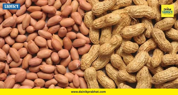 Groundnut Price : शेंगदाण्याच्या दरात मोठी उसळी! १८० रुपये किलोचा टप्पा गाठला; या’ कारणामुळे बाजारात वाढतोय भाव