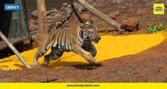 Hirkani Tiger : ‘तारा’ नंतर ‘चंदा’ अन् आता ‘हिरकणी’ची सह्याद्रीत डरकाळी