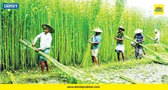 Jute Farmers: कच्च्या तागाच्या किमान आधारभूत किमतीत वाढ जाहीर; मंत्रिमंडळ बैठकीत निर्णय