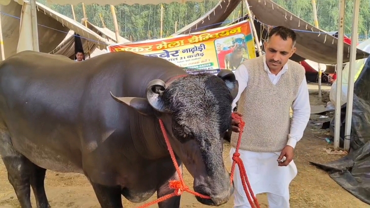 kubel bull
