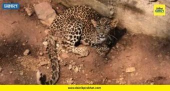 Leopard Rescue : निघडेत विहिरीत पडला बिबट्या, वनविभागाची थरारक 'रेस्क्यू' मोहीम; पाहा काय घडलं?