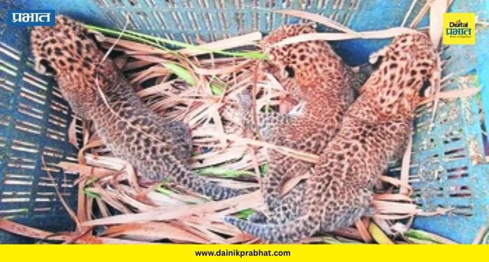 Leopard Cubs : बिबट्याचा वावर वाढला! दोन दिवसांनंतर पुन्हा ३ बछडे आढळले; वनविभागाची धाव