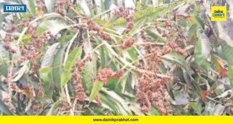 Khalapur News : मोहर आला, पण फळ कुठे? थंडी आणि धुक्याने आंब्याचा हंगाम धोक्यात