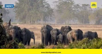 Elephant Stampede : हजारीबागमध्ये हत्तींचा धुमाकूळ सुरुच; दोघांचा मृत्यू, आठ जण जखमी