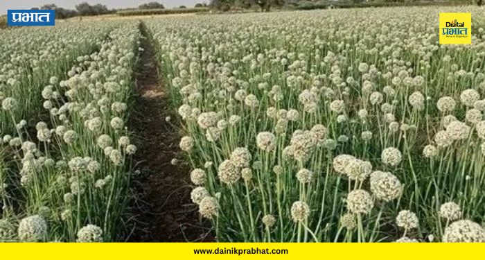 Onion Seeds