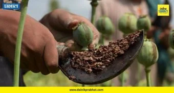 Opium Farming : जांबे गावात शेतात नेमकं पिकतंय काय? २५ लाखांचा अफू जप्त; हिंजवडी पोलिसांची मोठी कारवाई