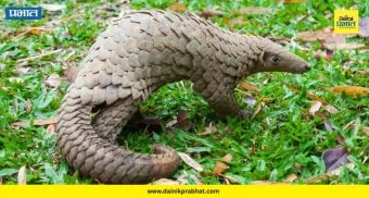 Pangolin Smuggling : खवले मांजराच्या तस्करीचं 'डोंबिवली कनेक्शन'! एकाला अटक, मोठं रॅकेट उघड होणार