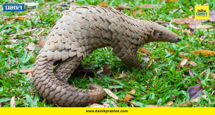 Pangolin Smuggling : खवले मांजराच्या तस्करीचं 'डोंबिवली कनेक्शन'! एकाला अटक, मोठं रॅकेट उघड होणार