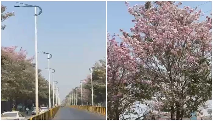 Pimpri Chinchwad: मनमोहक दृश्य ! परदेशातील नाही तर पिंपरी चिंचवड शहरातील रस्ते…..
