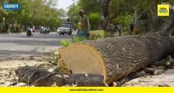 Pimpri Chinchwad News : सुसाट हायवेसाठी झाडांचा बळी! महापालिकेच्या 'त्या' निर्णयामुळे पर्यावरणप्रेमी संतापले..वाचा सविस्तर