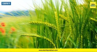 Agricultural News : गहू उत्पादक शेतकरी संकटात! इंदापूर-बारामतीत 'तांबेरा'चा विळखा; उत्पादनात घटीची शक्यता