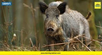 Wild Boar Attack : आणे शिवारात रानडुकराचा थरार! शेळ्या चारणाऱ्या महिलेवर जीवघेणा हल्ला; डोंगराळ भागात दहशतीचे सावट