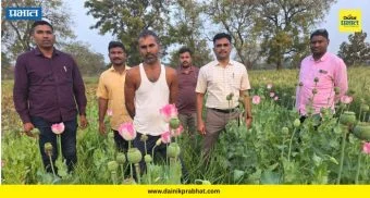 Hingoli News: हिंगोलीत लसणाच्या पिकात अफूची शेती; स्थानिक गुन्हे शाखेचा छापा, साडेतीन लाखांचा मुद्देमाल जप्त