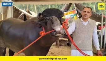 Kuber bull : तब्बल २१ कोटींचा ‘कुबेर’ बैल ठरला पशु मेळ्याचा केंद्रबिंदू