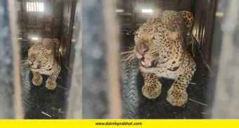 Leopard captured: पिंपरखेडमध्ये सहा वर्षीय मादी बिबट्या जेरबंद; तीन महिन्यांत तब्बल 37 बिबट्यांना पकडण्यात यश