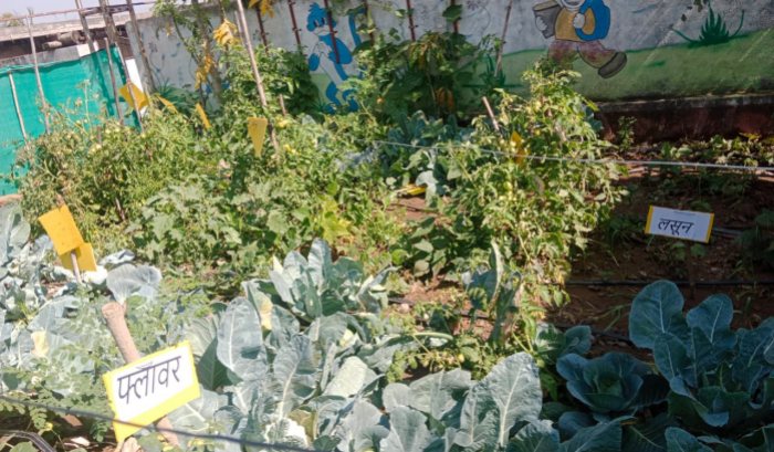 School Gardening Competition