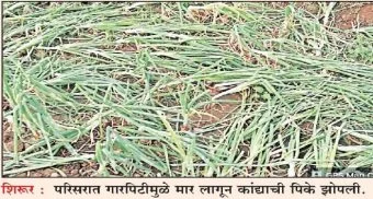 Pune District : शिरूर तालुक्यात अवकाळी पावसाचा तडाखा