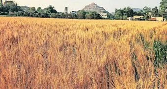 Pune District : गव्हाच्या सोन्याने उजळला शेतकरी; ३० रुपये प्रति किलो दरामुळे शेतकऱ्यांत समाधानाचे वातावरण