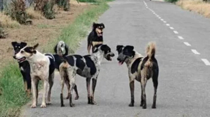 Pimpri News : शहरातील भटक्या कुत्र्यांचा प्रश्न गंभीर; प्रभागनिहाय श्वान संगोपन केंद्र स्थापन करणार