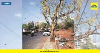 Pimpri Chinchwad : सुशोभीकरण की झाडांचा बळी? पदपथावरील सिमेंट काँक्रीटमुळे वृक्ष मरणासन्न; पर्यावरणप्रेमींचा संताप