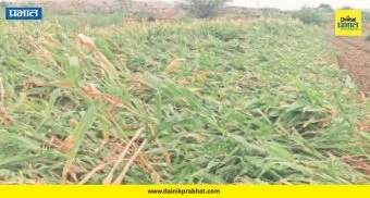 Junnar News : आणे पठारावर अवकाळीचा तडाखा! वाटाण्याचं 'हब' गारपिटीने झोडपलं; बळीराजा पुन्हा संकटात