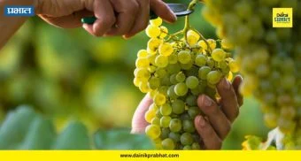 Junnar Agriculture Crisis : जुन्नरच्या द्राक्ष बागांवर कुर्‍हाड! १०० कोटींचा फटका, ४० वर्षांत पहिल्यांदाच असा हाहाकार