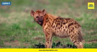 Gondavale News : गोंदवले येथे लोकवस्तीत तरसाचा वावर! नागरिकांमध्ये भीती; रात्रीच्यावेळी सतर्कता आवश्‍यक