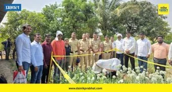 Jamkhed News : कांद्याच्या शेतात अफुची शेती; खर्डा पोलिसांनी ६ लाखांची झाडे केली जप्त; दोघांविरुद्ध गुन्हा दाखल