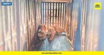 Leopard Trapped : जुन्नरमध्ये अजबच घडलं! खानगावात एकाच पिंजऱ्यात दोन बिबटे जेरबंद; वनविभागही अवाक