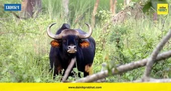 Koynanagar News : ओझर्डे धबधब्याजवळ रानगव्याचा तलाठ्यावर थरारक हल्ला; अजय जाधव गंभीर जखमी