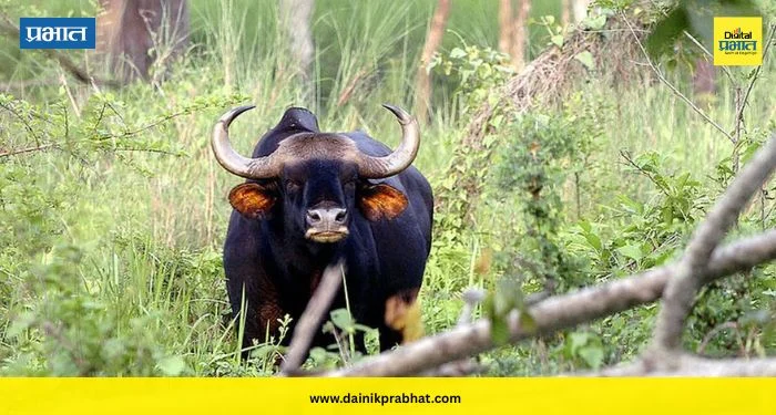 Koynanagar News : ओझर्डे धबधब्याजवळ रानगव्याचा तलाठ्यावर थरारक हल्ला; अजय जाधव गंभीर जखमी