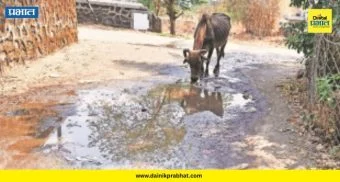 Water Scarcity : माजगाव परिसरातील गुरांचे हाल! ८ वर्षांपासून कालवा बंद; ४ गावांतील दुग्धव्यवसाय धोक्यात?