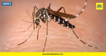 Pimpri Chinchwad News : प्रभाग १६ मध्ये डासांचा सुळसुळाट; पालिकेच्या दुर्लक्षामुळे नागरिक संतापले