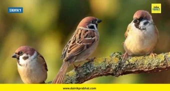 विशेष : या चिमण्यांनो परत फिरा रे