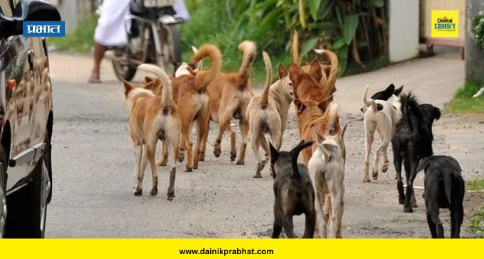 Satara News : विषारी औषध घालून मोकाट कुत्र्यांना मारले; कराडमधील धक्कादायक घटना