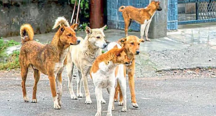 Satara News
