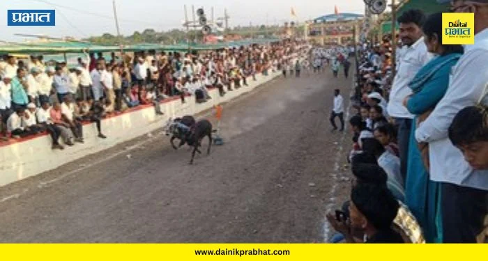 Bailgada Sharat : पिंपरखेडमध्ये तुकाईदेवी यात्रोत्सवाचा जल्लोष; १८० बैलगाड्यांची थरारक शर्यत, पाहा कोणी मारली बाजी?