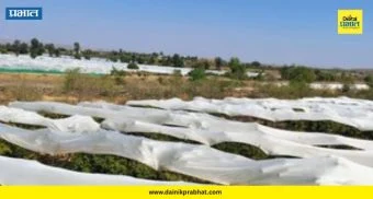 Junnar News : २५ एकर बागेला १० लाखांचे 'पांघरूण'; शेतकऱ्याने उन्हापासून डाळिंब वाचवण्यासाठी काय केलं? पाहा