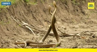 Snake Mating Season : सापांचा मिलनकाल सुरू! दोन किंवा अधिक साप एकत्र दिसल्यास 'ही' चूक करू नका