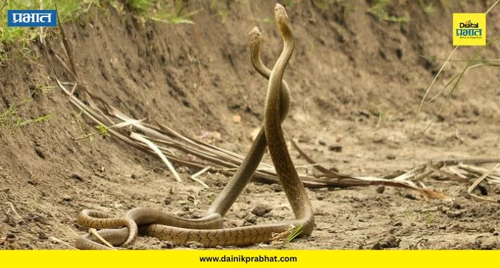 Snake Mating Season : सापांचा मिलनकाल सुरू! दोन किंवा अधिक साप एकत्र दिसल्यास ‘ही’ चूक करू नका