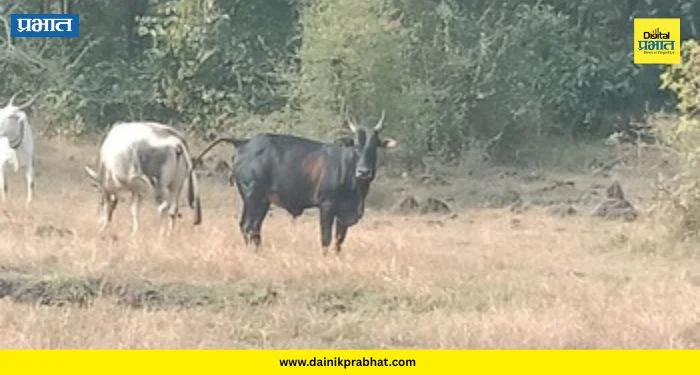 Mulshi News : मुळशीत शेतकरी आक्रमक! मोकाट जनावरांचा बंदोबस्त करा, अन्यथा मुळा नदीत घेणार ‘जलसमाधी’