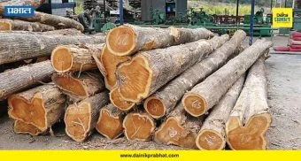 Ambegaon Crime : वनविभागाचा मोठा दणका! २७९ सागवान झाडांची कत्तल करणाऱ्यावर गुन्हा; पाहा किती लाखांचा दंड?